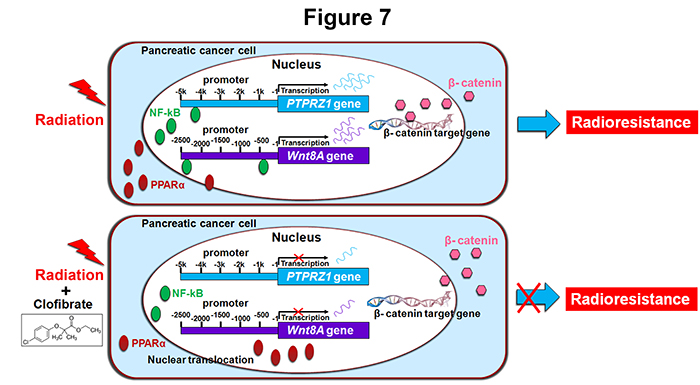 Targeting PPARα by clofibrate as a novel strategy for the radiosensitization of pancreatic cancer