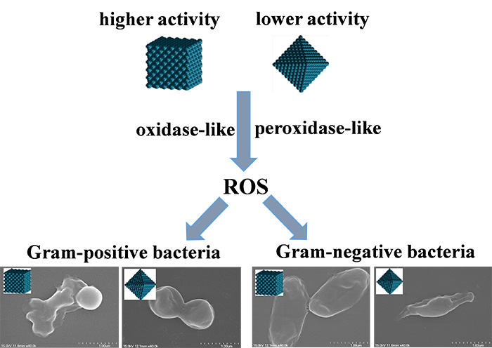 Prof. Ruhong Zhou’s and associate Prof. Cuicui Ge’s research group have made new progress in research of nanoenzyme